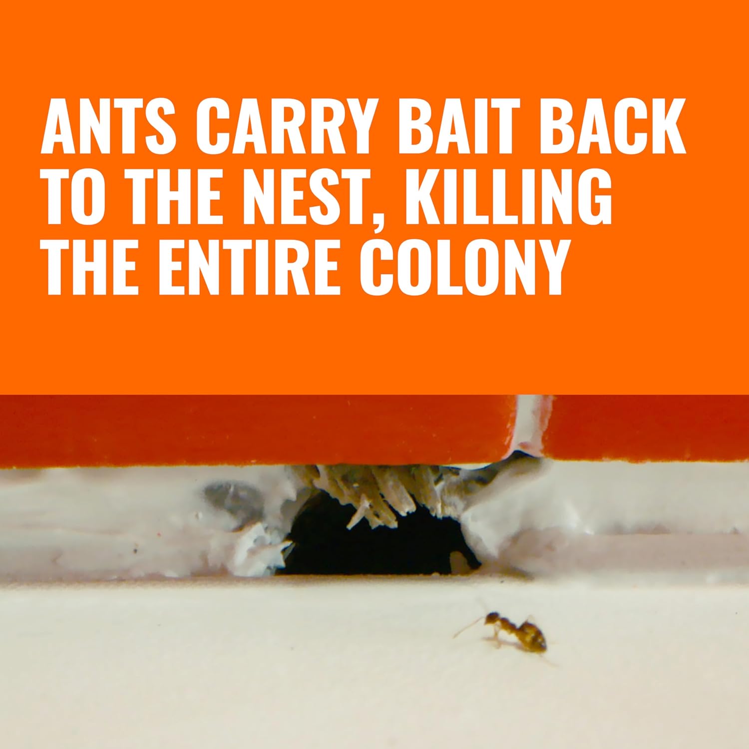 71FGNF8gsEL._SL1500_.jpg TERRO Liquid Ant Killer Bait Stations - 12 Pack, Borax Formula - Indoor Ant Control - Image 3